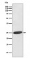 Anti-SNAP25 Rabbit Monoclonal Antibody