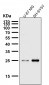 Anti-SNAP25 Rabbit Monoclonal Antibody