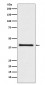 Anti-PRAS40 AKT1S1 Rabbit Monoclonal Antibody