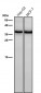 Anti-BNIP3L/Nix Rabbit Monoclonal Antibody