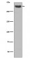 Anti-Cubilin CUBN Rabbit Monoclonal Antibody