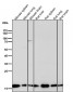 Anti-p16 ARC ARPC5 Rabbit Monoclonal Antibody