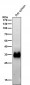 Anti-HLA-DRA/Hla Dr Rabbit Monoclonal Antibody