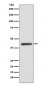 Anti-ADIPOR1 Rabbit Monoclonal Antibody