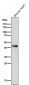 Anti-ADIPOR1 Rabbit Monoclonal Antibody