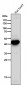 Anti-ADIPOR1 Rabbit Monoclonal Antibody