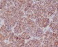 Anti-TNFAIP3/A20 Rabbit Monoclonal Antibody