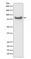 Anti-TNFAIP3/A20 Rabbit Monoclonal Antibody