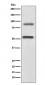 Anti-DCAMKL1 Rabbit Monoclonal Antibody