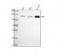 Anti-Drebrin DBN1 Rabbit Monoclonal Antibody