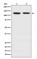 Anti-Drebrin DBN1 Rabbit Monoclonal Antibody