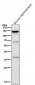 Anti-Drebrin DBN1 Rabbit Monoclonal Antibody