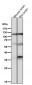 Anti-Drebrin DBN1 Rabbit Monoclonal Antibody