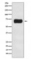Anti-Atg16L1/Atg16 Rabbit Monoclonal Antibody