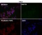 Anti-Lamin B1 LMNB1 Rabbit Monoclonal Antibody