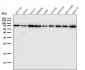 Anti-Lamin B1 LMNB1 Rabbit Monoclonal Antibody