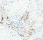 Anti-Aurora B AURKB Rabbit Monoclonal Antibody