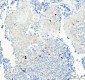 Anti-Aurora B AURKB Rabbit Monoclonal Antibody