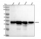 Anti-Aurora B AURKB Rabbit Monoclonal Antibody