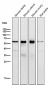 Anti-ER alpha ESR1 Rabbit Monoclonal Antibody