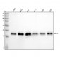 Anti-Survivin BIRC5 Rabbit Monoclonal Antibody