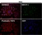 Anti-Survivin BIRC5 Rabbit Monoclonal Antibody