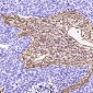 Anti-Vimentin Rabbit Monoclonal Antibody