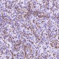 Anti-Vimentin Rabbit Monoclonal Antibody