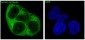 Anti-Vinculin VCL Rabbit Monoclonal Antibody