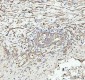 Anti-Vinculin VCL Rabbit Monoclonal Antibody