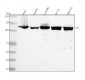 Anti-Vinculin VCL Rabbit Monoclonal Antibody