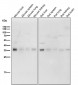 Anti-Torsin A TOR1A Rabbit Monoclonal Antibody