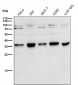 Anti-Torsin A TOR1A Rabbit Monoclonal Antibody