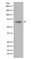 Anti-Paxillin PXN Rabbit Monoclonal Antibody