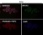 Anti-Lysozyme LYZ Rabbit Monoclonal Antibody