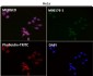 Anti-p38 MAPK MAPK14 Rabbit Monoclonal Antibody