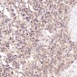 Anti-p38 MAPK MAPK14 Rabbit Monoclonal Antibody