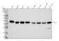 Anti-p38 MAPK MAPK14 Rabbit Monoclonal Antibody