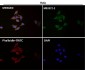 Anti-Calnexin CANX Rabbit Monoclonal Antibody