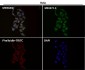 Anti-Calnexin CANX Rabbit Monoclonal Antibody