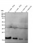 Anti-IL1 beta Rabbit Monoclonal Antibody