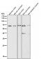 Anti-Occludin OCLN Rabbit Monoclonal Antibody