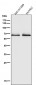 Anti-Occludin OCLN Rabbit Monoclonal Antibody