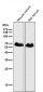 Anti-Occludin OCLN Rabbit Monoclonal Antibody