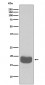 Anti-eIF4EBP1/4Ebp1 Rabbit Monoclonal Antibody