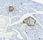 Anti-Glucagon GCG Rabbit Monoclonal Antibody