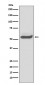 Anti-SERPINA1/Alpha 1 Antitrypsin Rabbit Monoclonal Antibody