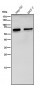 Anti-Catalase Rabbit Monoclonal Antibody