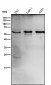 Anti-Catalase Rabbit Monoclonal Antibody