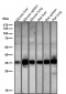 Anti-hnRNP A1 Rabbit Monoclonal Antibody